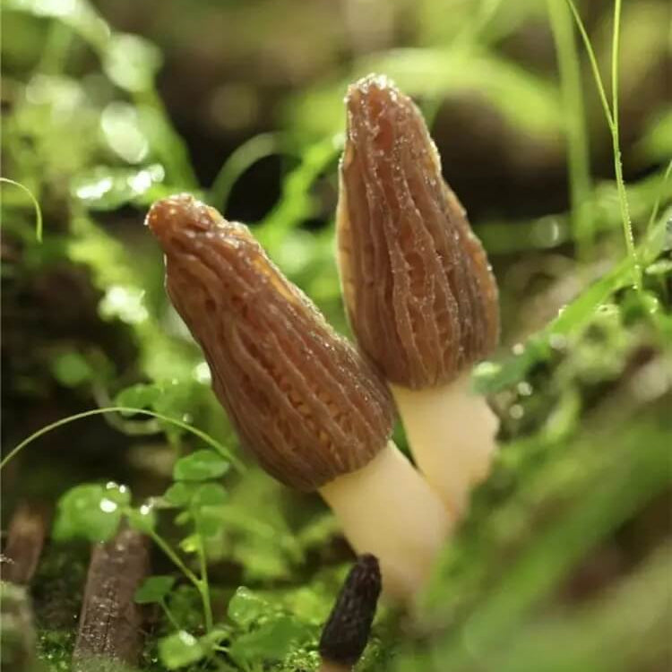 Morchella Conica Morel Mushroom Spawn