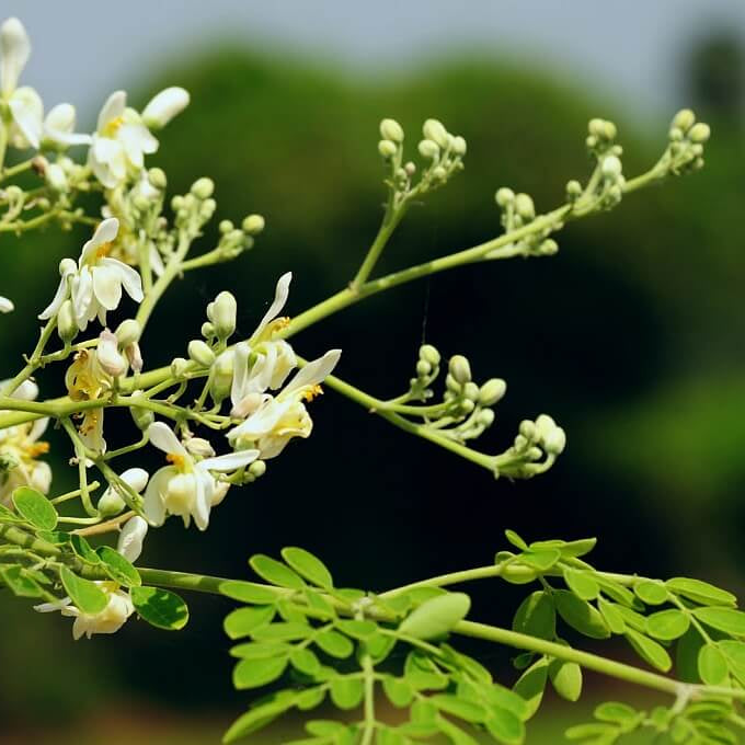 Moringa Oleifera Seeds - Herbal Plant