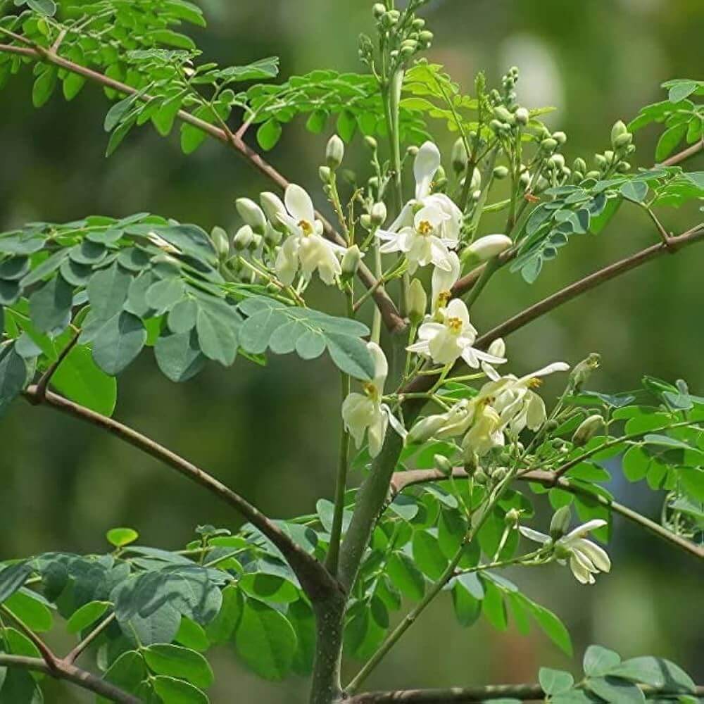 Moringa Seeds