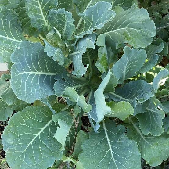Morris Heading Collard Green Seeds