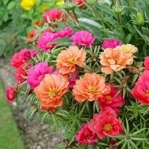 Moss Rose Purslane Seeds - Flower Plant