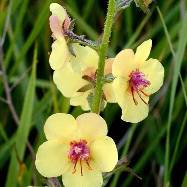 Moth Mullein Seeds - Heirloom Flower Plant for Home Gardens
