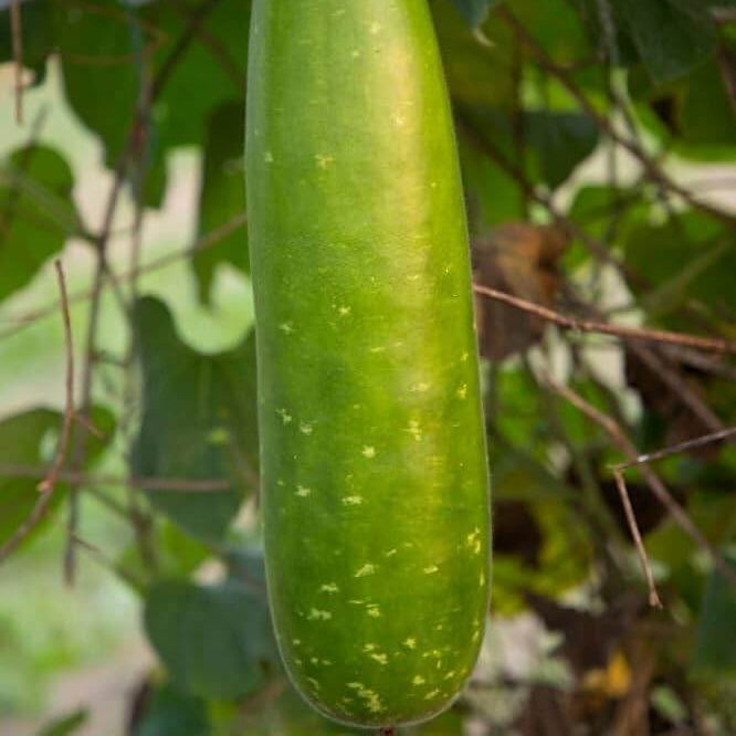 Mottled Bottle Gourd Seeds