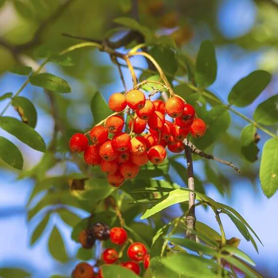 Mountain Ash Seeds - Ornamental Tree Seeds for Home Gardens