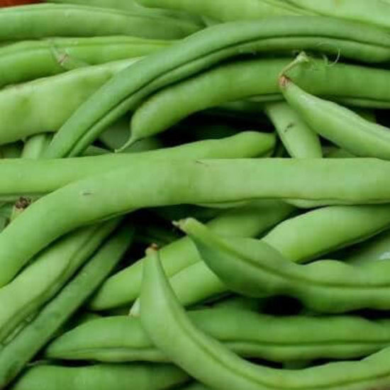 Mountaineer White Half Runner Bean Seeds