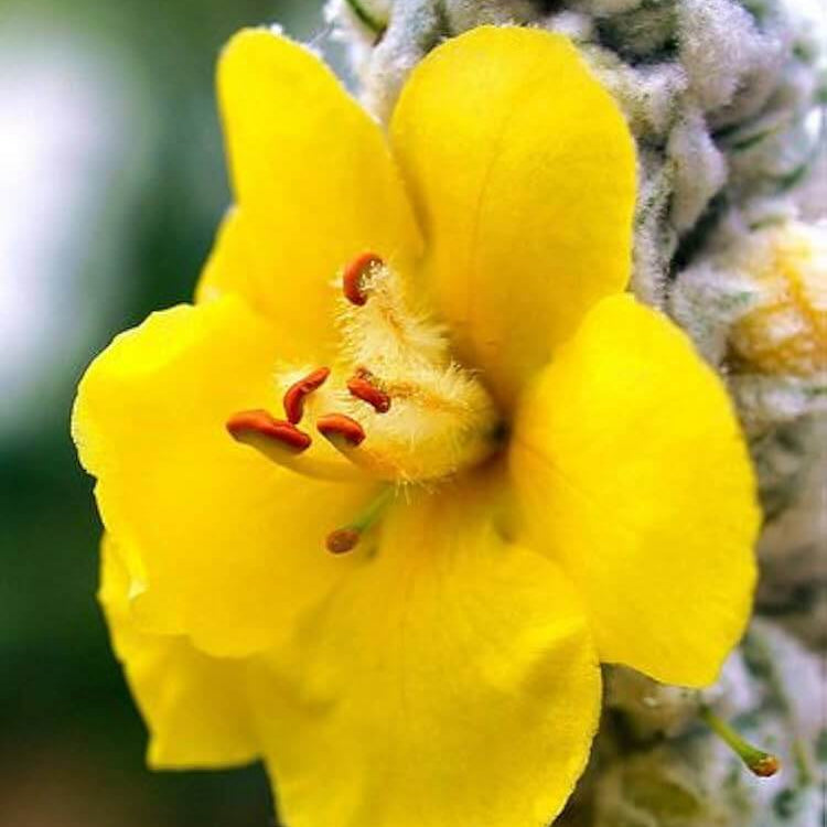 Mullein Seeds - Herbal Plant for Home Gardens