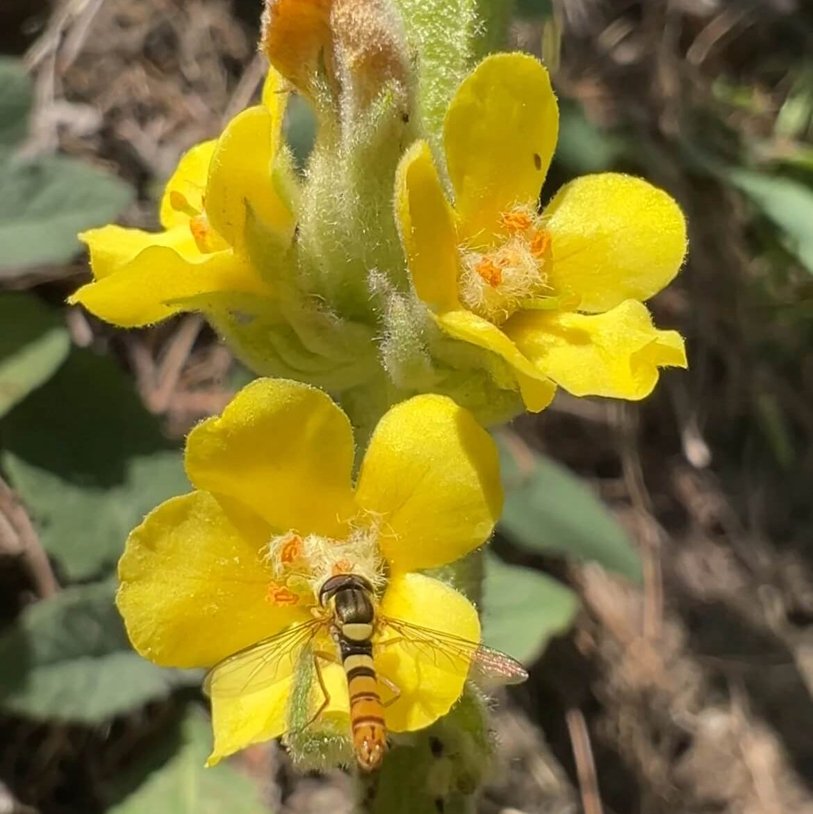 Mullein Seeds - Herbal Plant for Home Gardens