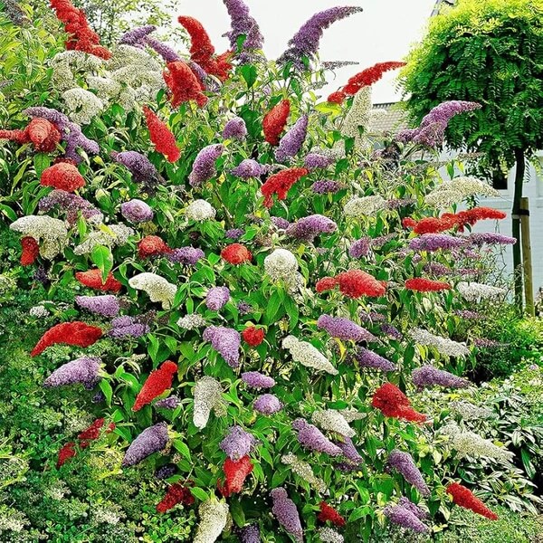 Multi-Color Mix Butterfly Bush Seeds