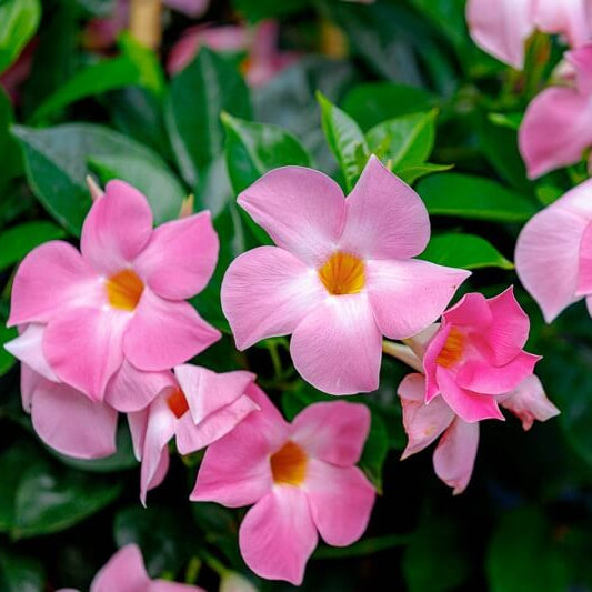 Multi Colored Mandevilla Seeds