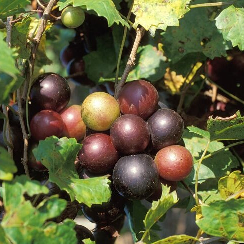 Muscadine grape seeds - Fruit Plant