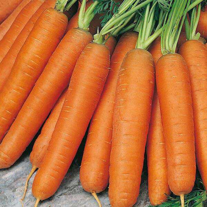 Nantes Carrot Seeds - Vegetable Plant