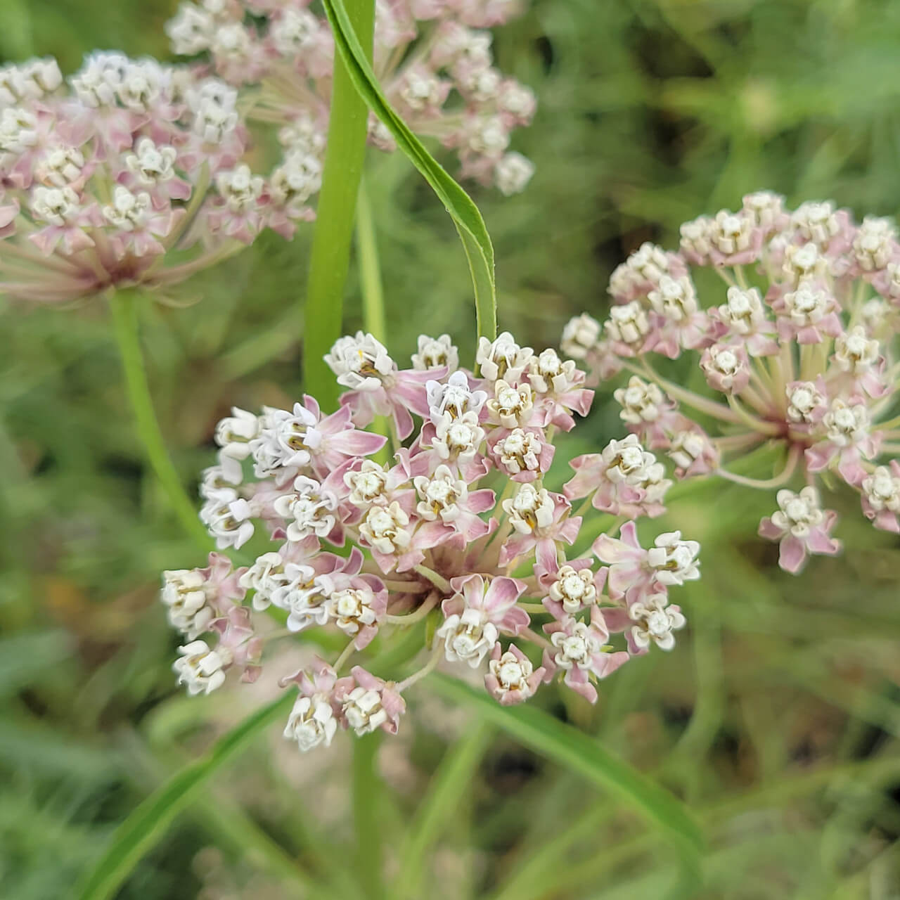 Narrowleaf Milkweed Asclepias Fascicularis Seeds