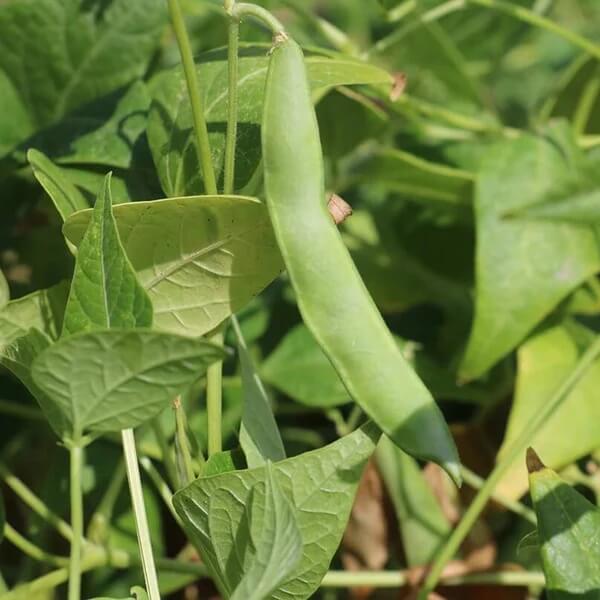 Native American Tepary Beans Seeds