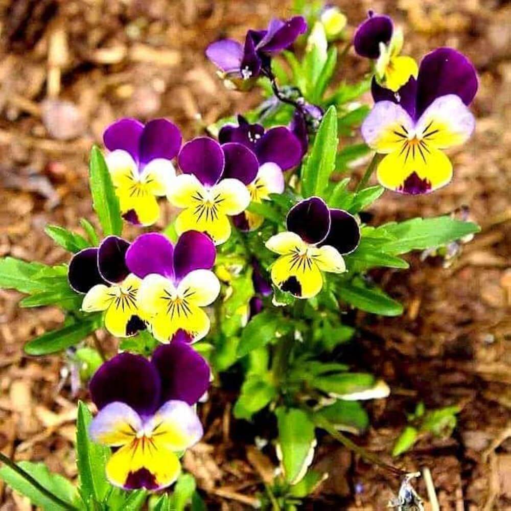 Nature Pansy Seeds