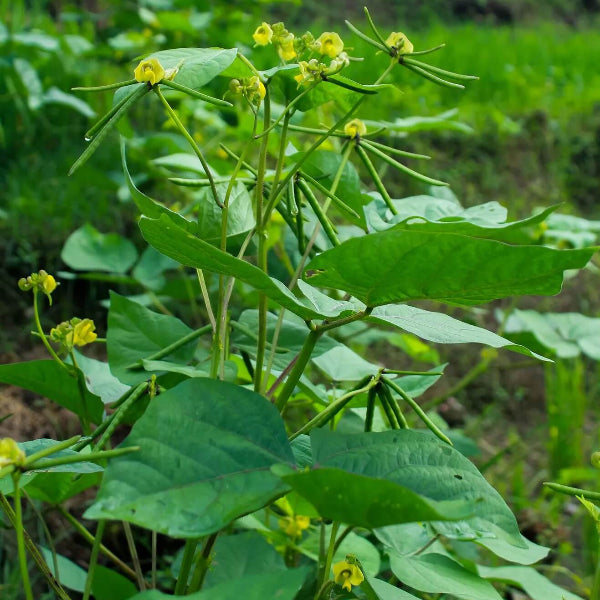 Navy Bean Seeds - Vegetable Plant