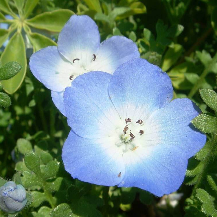 Nemophila Seeds - Flower Plant for Home Gardens