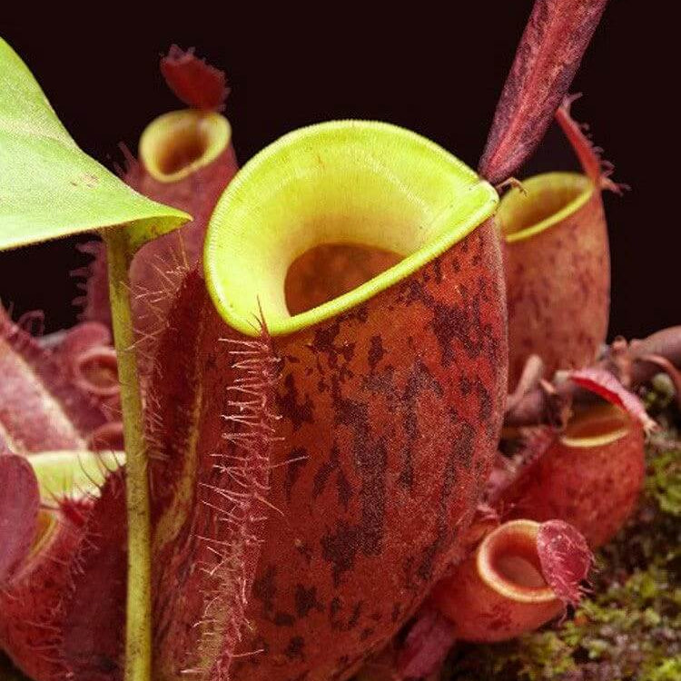 Nepenthes Ampullaria Seeds