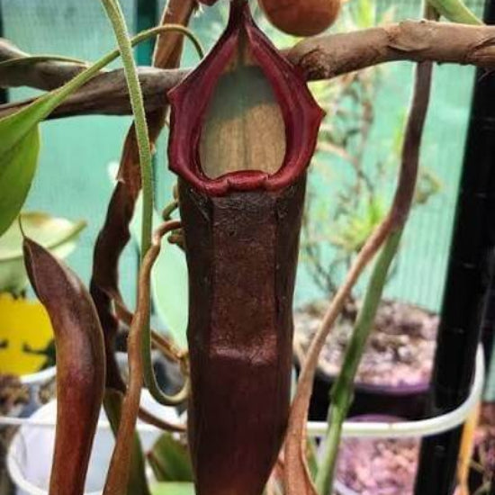 Nepenthes Izumiae Seeds