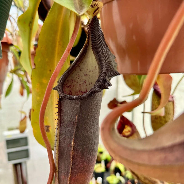 Nepenthes Naga Seeds