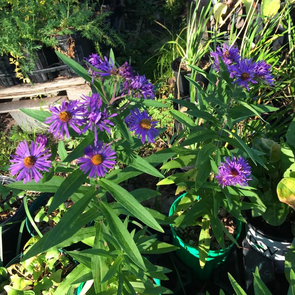 New England Aster Seeds - Flower Plant