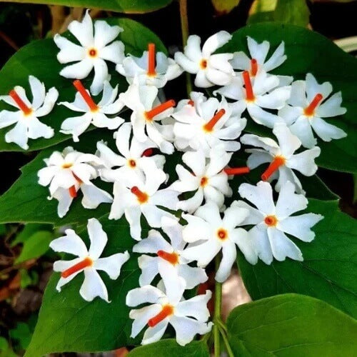 Night Blooming Jasmine Seeds
