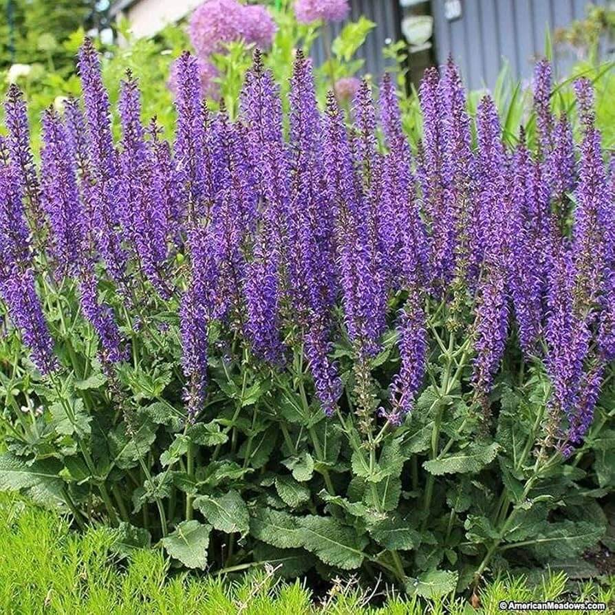 Night Blue Salvia Meadow Sage seeds