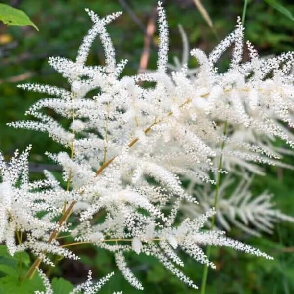 Noble White Goat’s Beard Seeds