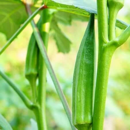 Nombo Giant Philippine Okra Seeds