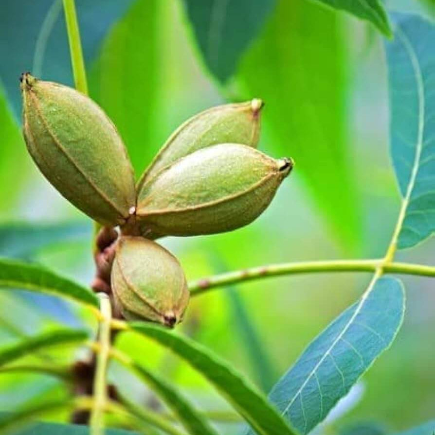 Northern Pecan Seeds