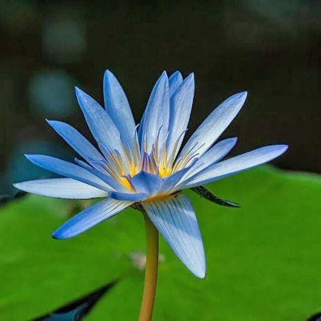 Nymphaea caerulea Blue Lotus Seeds