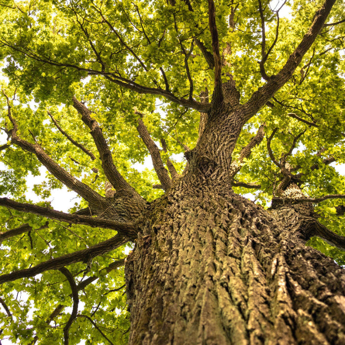 Oak Tree Seeds