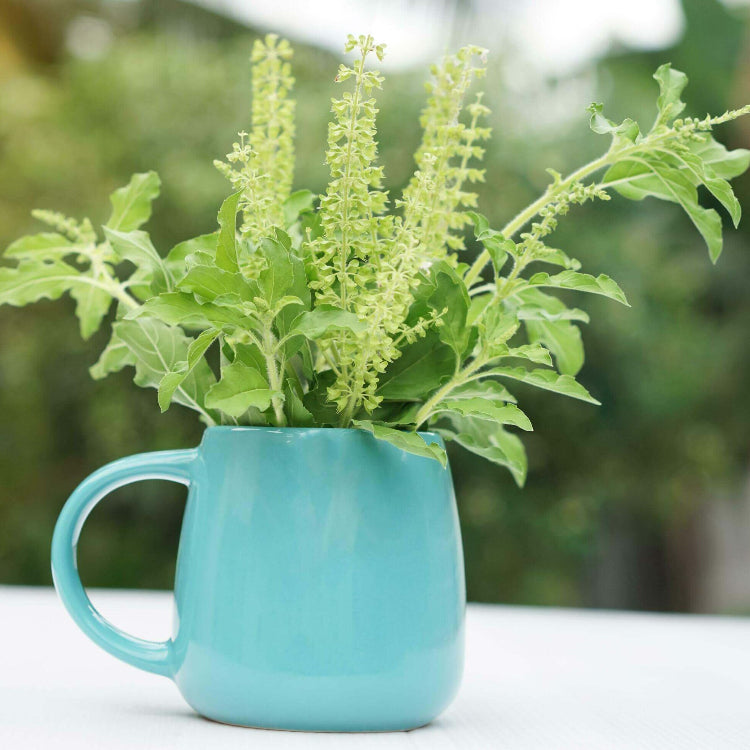 Ocimum Sanctum Holy Basil Seeds - Herbal Plant
