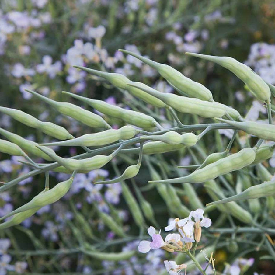 Oil Radish Seeds - Heirloom Vegetable Plant for Home Gardens