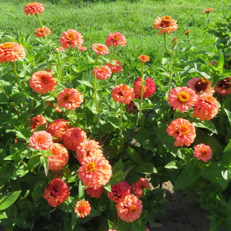 Oklahoma Salmon Zinnia Seeds - Heirloom Flower Plant for Home Gardens