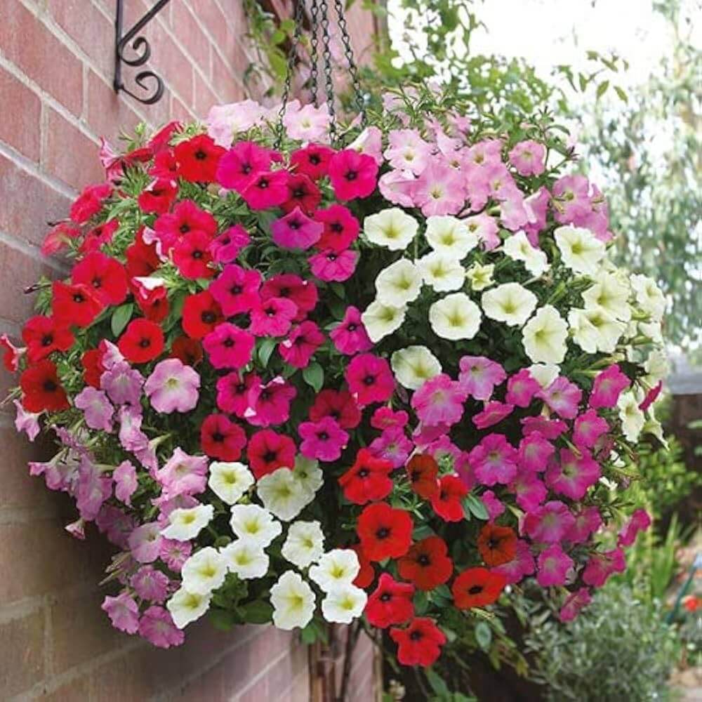 Old Fashioned Petunia Mix seeds