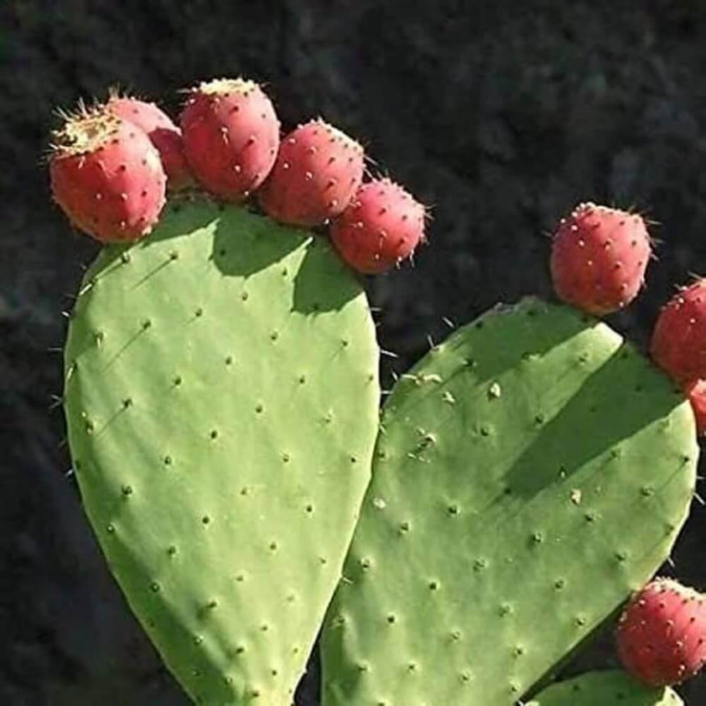 Opuntia Seeds - Fruit Plant for Home Gardens
