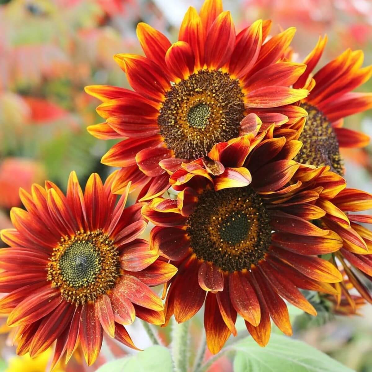 Orange And Red Sunflower Seeds - Heirloom Flower Plant for Home Gardens