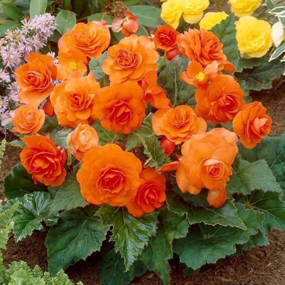 Orange Begonia Seeds - Flower Plant