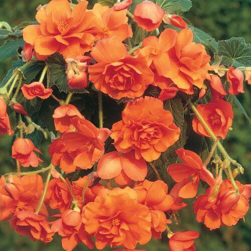 Orange Begonia Seeds