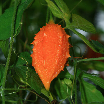 Orange Bitter Gourd Seeds