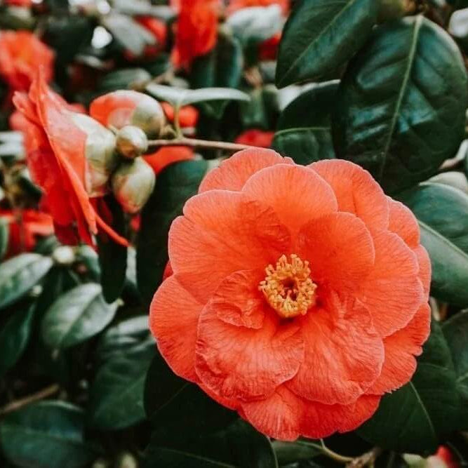 Orange Camellia Seeds