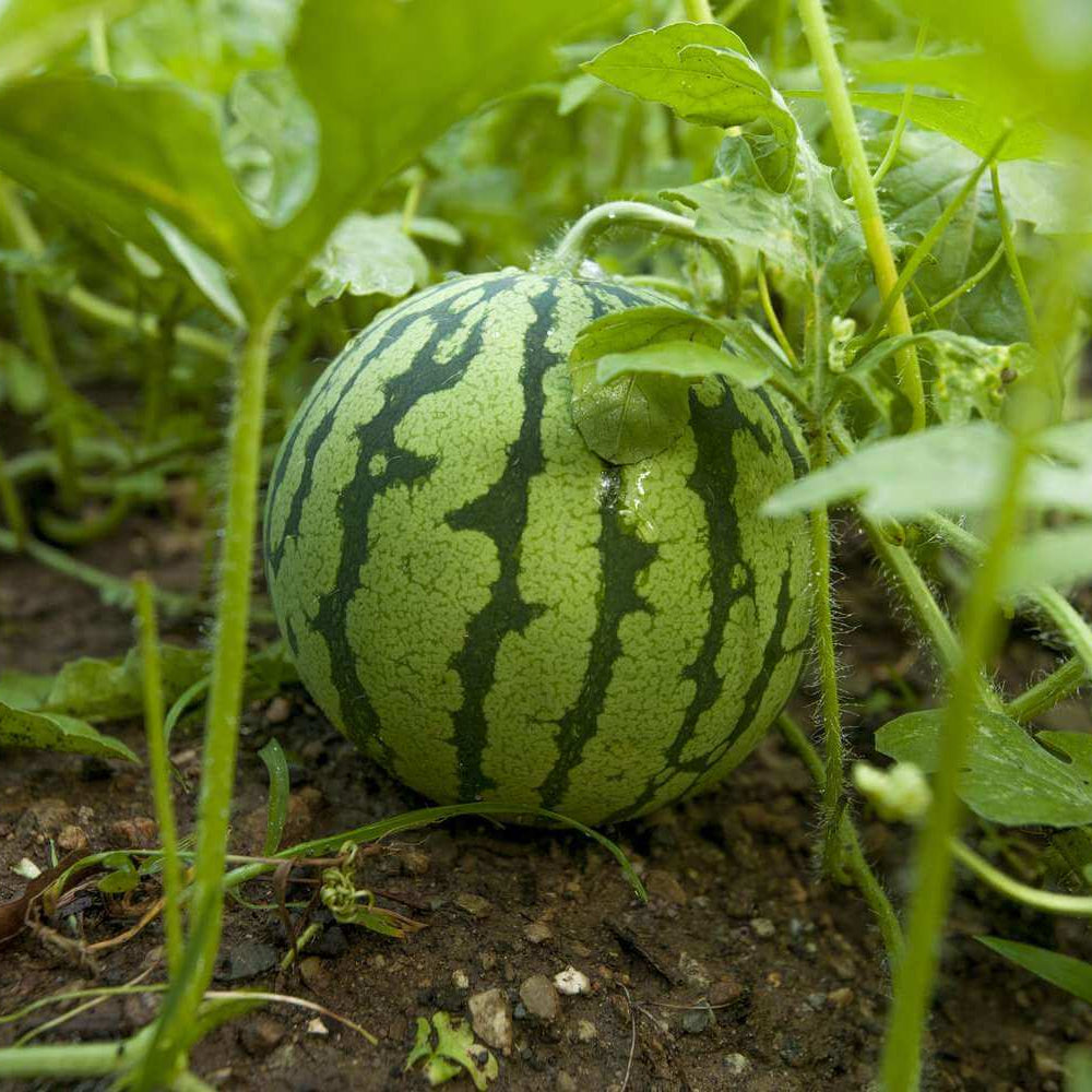 Orange Crisp Watermelon Seeds - Heirloom Fruit Plant for Home Gardens