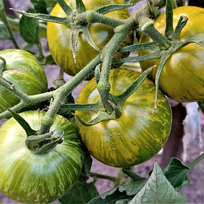 Orange Green Tomato Seeds