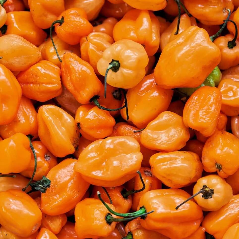 Orange Habanero Pepper Seeds - Vegetable Plant