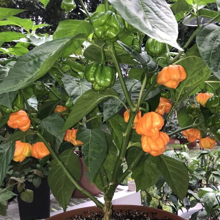 Orange Scotch Bonnet seeds