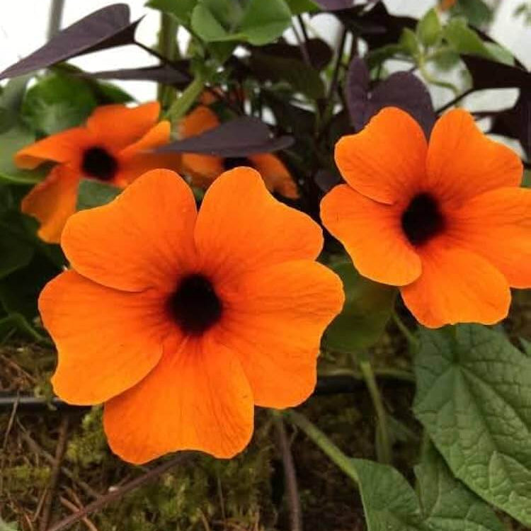 Orange Thunbergia Seeds - Heirloom Flower Plant for Home Gardens