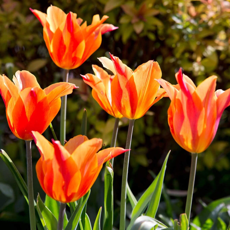 Orange Tulip Seeds - Heirloom Flower Plant for Home Gardens