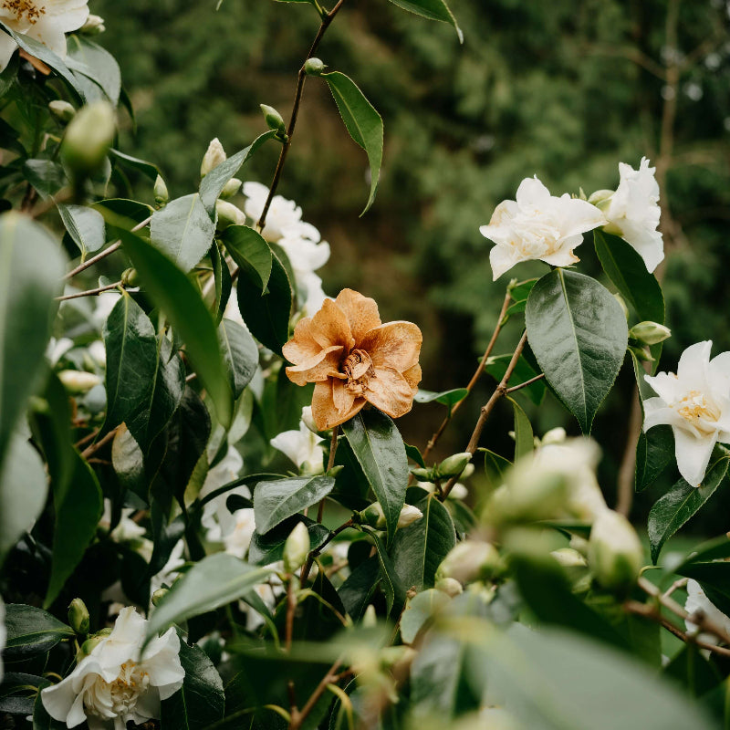 Orange White Camellia Seeds