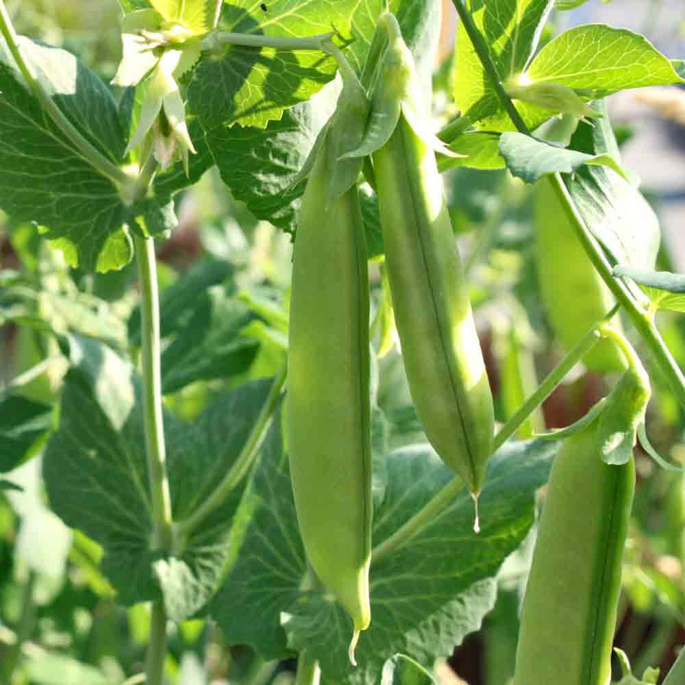 Oregon giant snow pea seeds - Vegetable Plant
