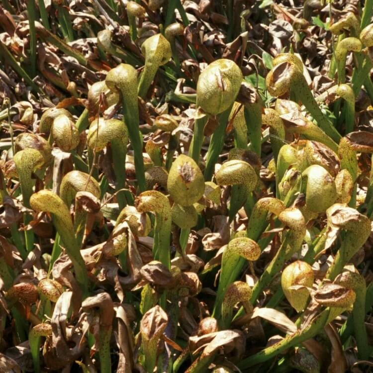Organic Carnivorous Plant Seeds